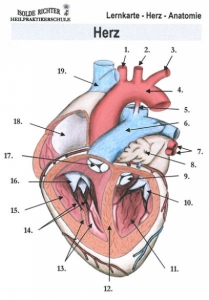 Herz Lernkarten Ausbildungsbedarf Fur Heilpraktiker Iris Richter